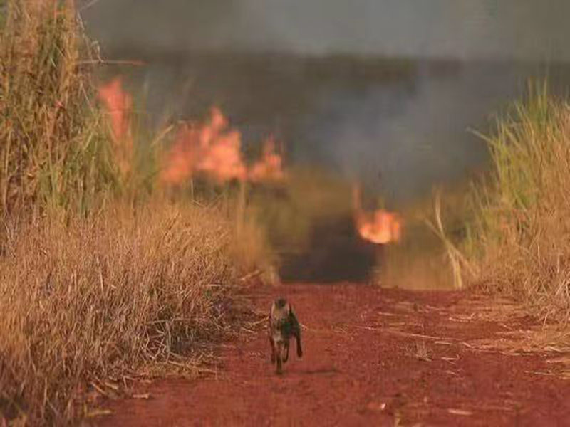 亚马逊雨林大火燃烧了三个星期！还要继续“自毁”吗？