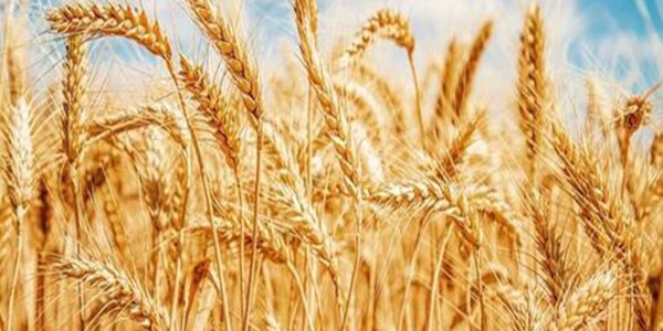 七月份小麦价格会上涨吗？