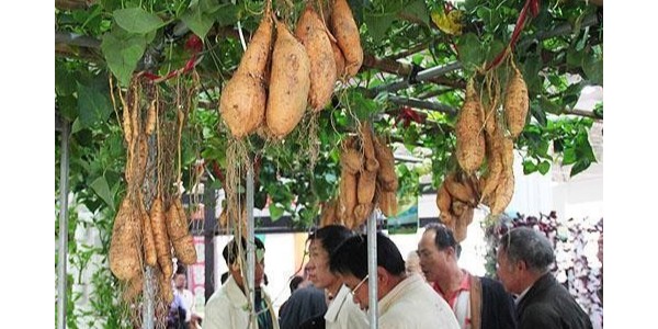 神了！农业专家竟用牵牛花嫁接种出空中红薯