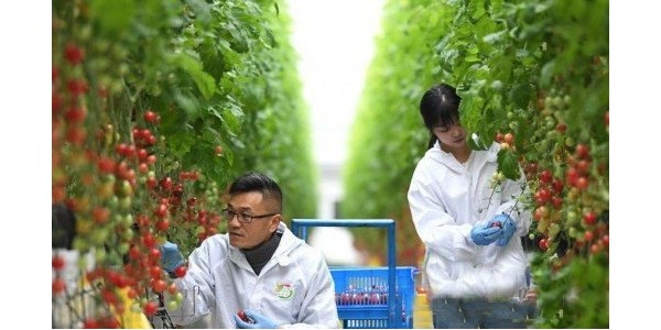 安徽肥西：用科技打造精品果蔬种植业