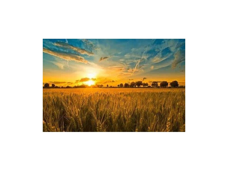 @农民伯伯,2020年安徽省小麦最低收购价确定