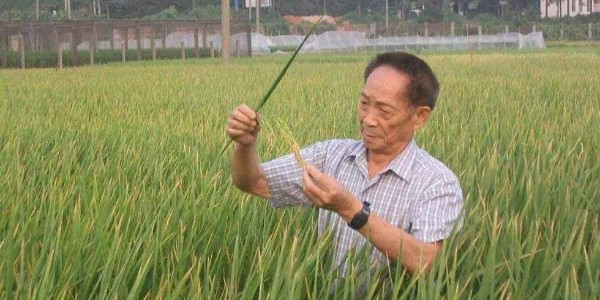 向杂交水稻之父袁隆平院士致敬！